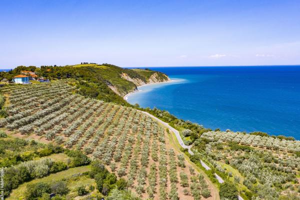 Aerial view of vineyard by the sea © magdal3na / Adobe Stock
